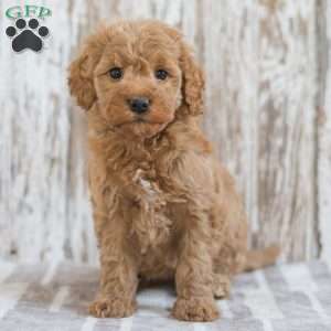 Josefina, Mini Goldendoodle Puppy